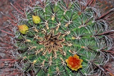 Barrel Cactus 3