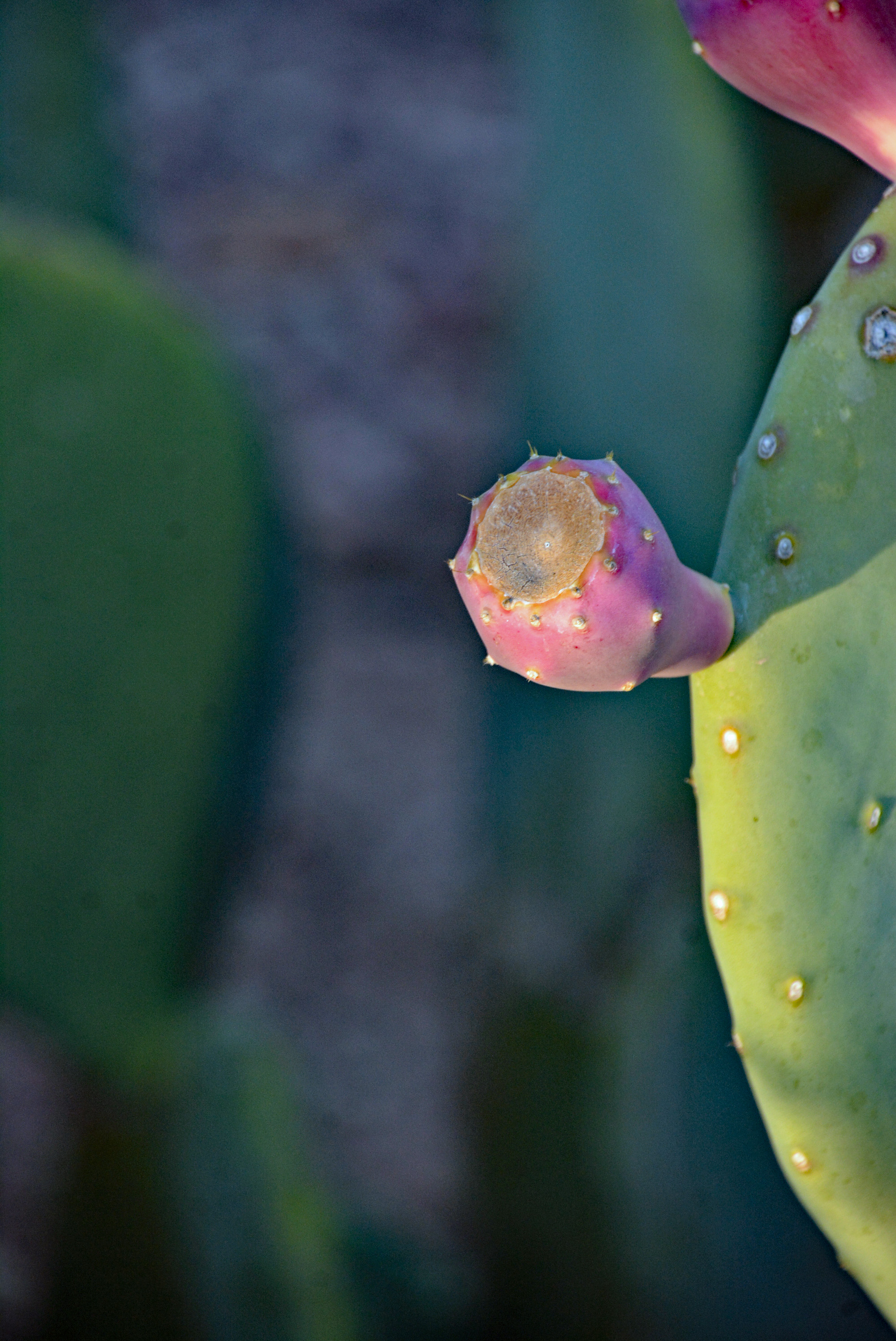 prickly pear 2