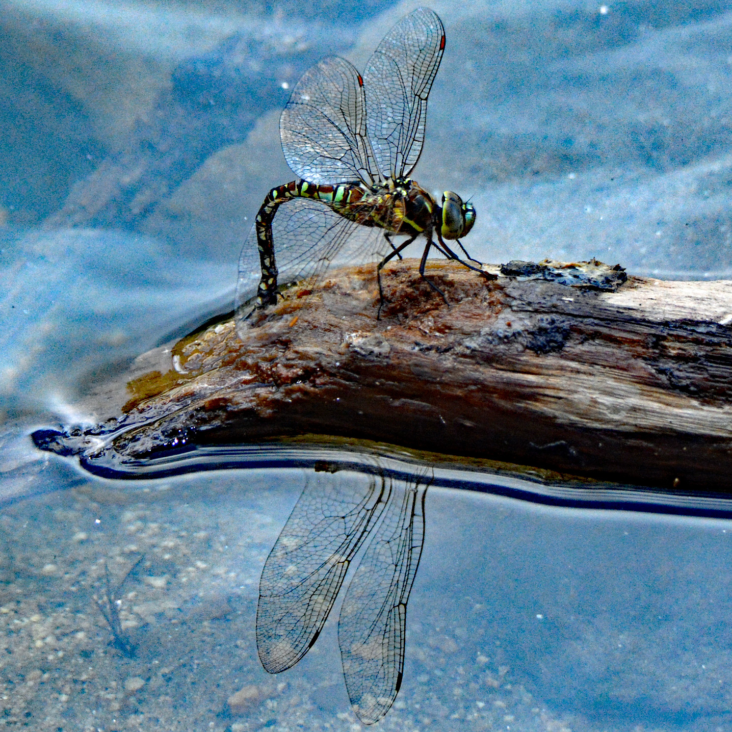 Dragonfly on Log